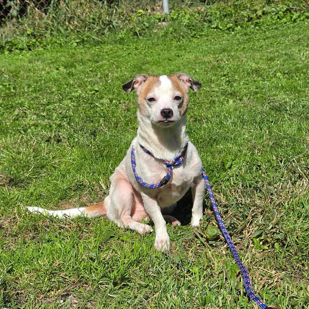 Enlarge Frazier, a Adoptable mixed breed in Binghamton, NY image 5/5