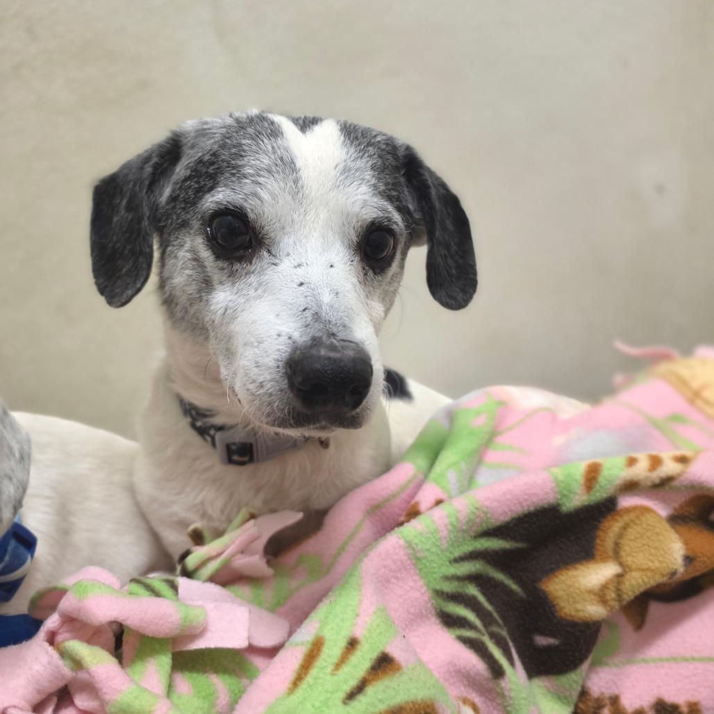 Sutton - Costa Mesa Location, a Adoptable mixed breed in Chino Hills, CA image 1/6