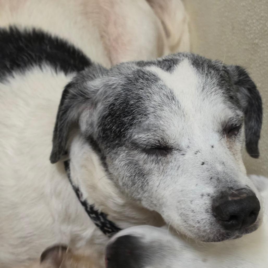 Sutton - Costa Mesa Location, a Adoptable mixed breed in Chino Hills, CA image 2/6