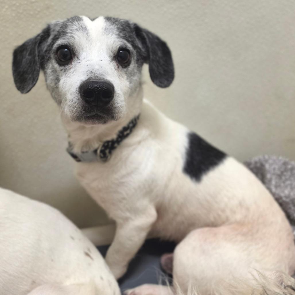 Sutton - Costa Mesa Location, a Adoptable mixed breed in Chino Hills, CA image 3/6