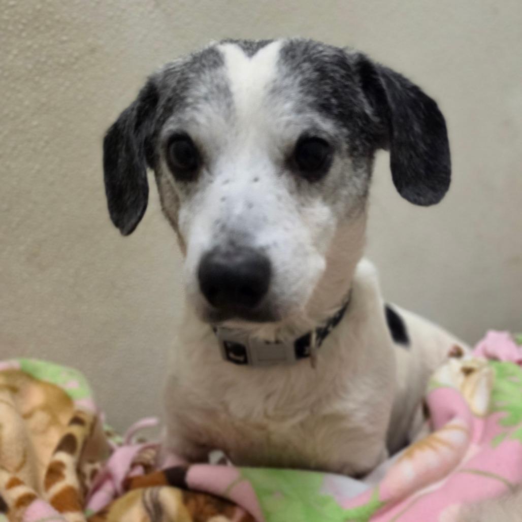 Sutton - Costa Mesa Location, a Adoptable mixed breed in Chino Hills, CA image 4/6
