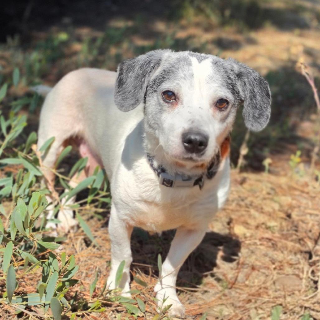 Sutton - Costa Mesa Location, a Adoptable mixed breed in Chino Hills, CA image 5/6