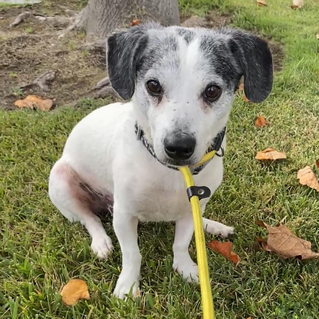 Enlarge Sutton - Costa Mesa Location, a Adoptable mixed breed in Chino Hills, CA image 5/6