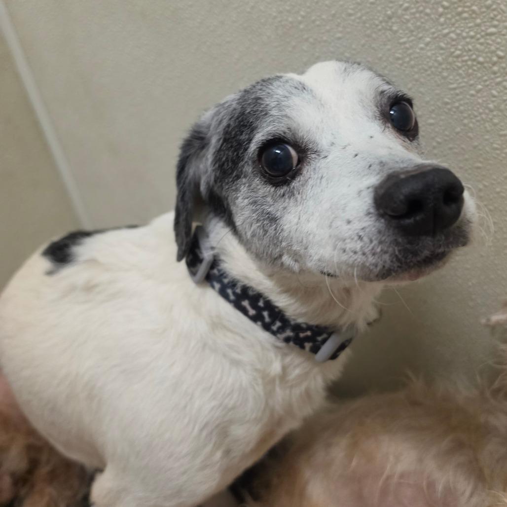 Sutton - Costa Mesa Location, a Adoptable mixed breed in Chino Hills, CA image 6/6