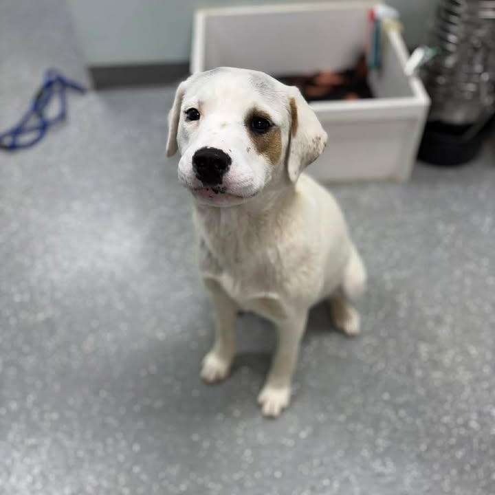 Enlarge Pete, a ADOPTABLE mixed breed in Bardstown, KY image 6/6