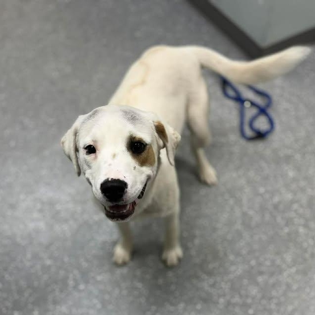 Enlarge Pete, a ADOPTABLE mixed breed in Bardstown, KY image 5/6