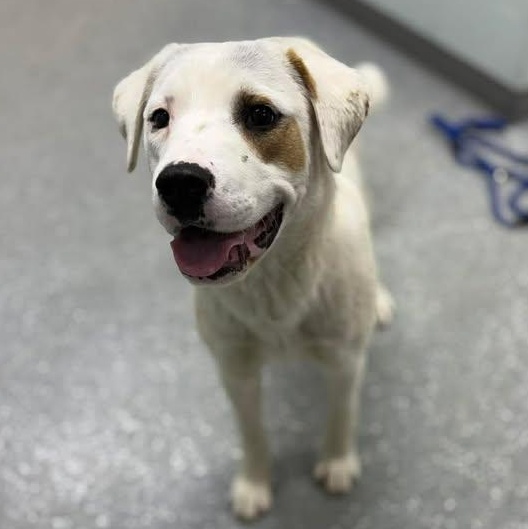 Pete, ADOPTABLE, Puppy Male Labrador Retriever & Great Pyrenees.