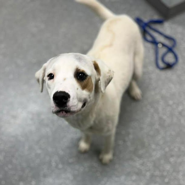 Enlarge Pete, a ADOPTABLE mixed breed in Bardstown, KY image 4/6
