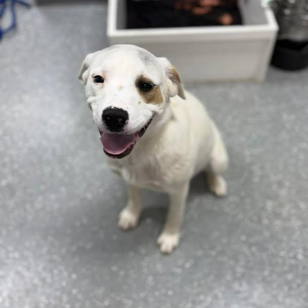 Enlarge Pete, a ADOPTABLE mixed breed in Bardstown, KY image 2/6