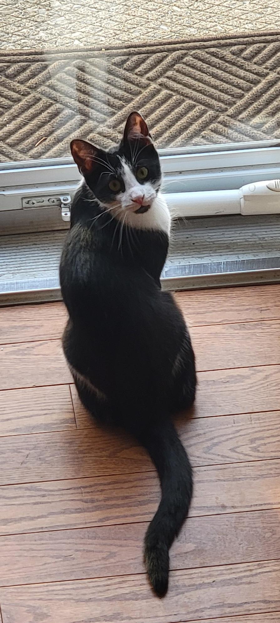 Enlarge Harmony, a Adoptable Domestic Short Hair in Allentown, PA image 2/6