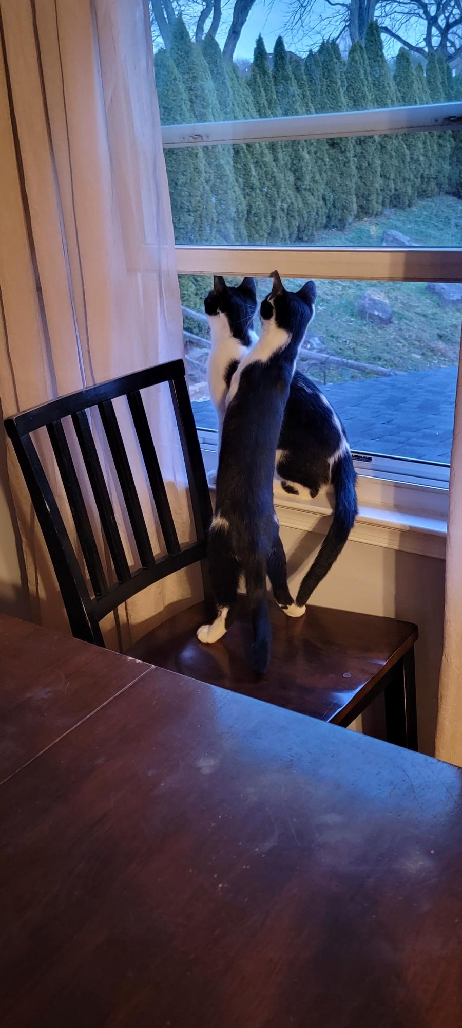 Enlarge Harmony, a Adoptable Domestic Short Hair in Allentown, PA image 4/6