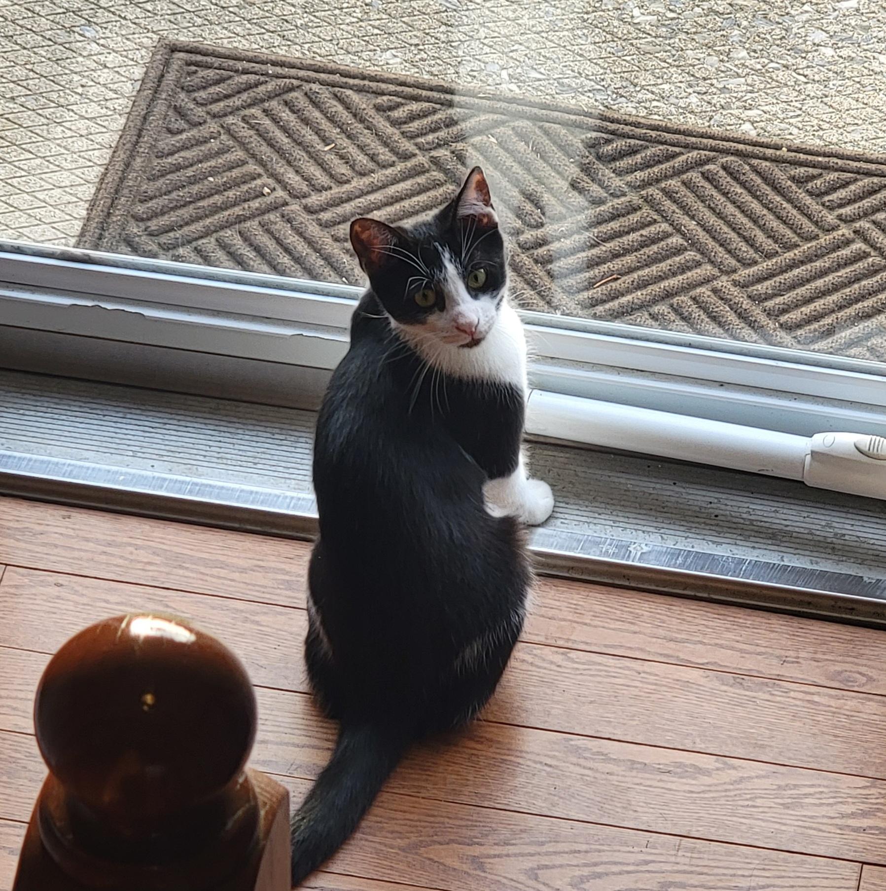 Enlarge Harmony, a Adoptable Domestic Short Hair in Allentown, PA image 5/6