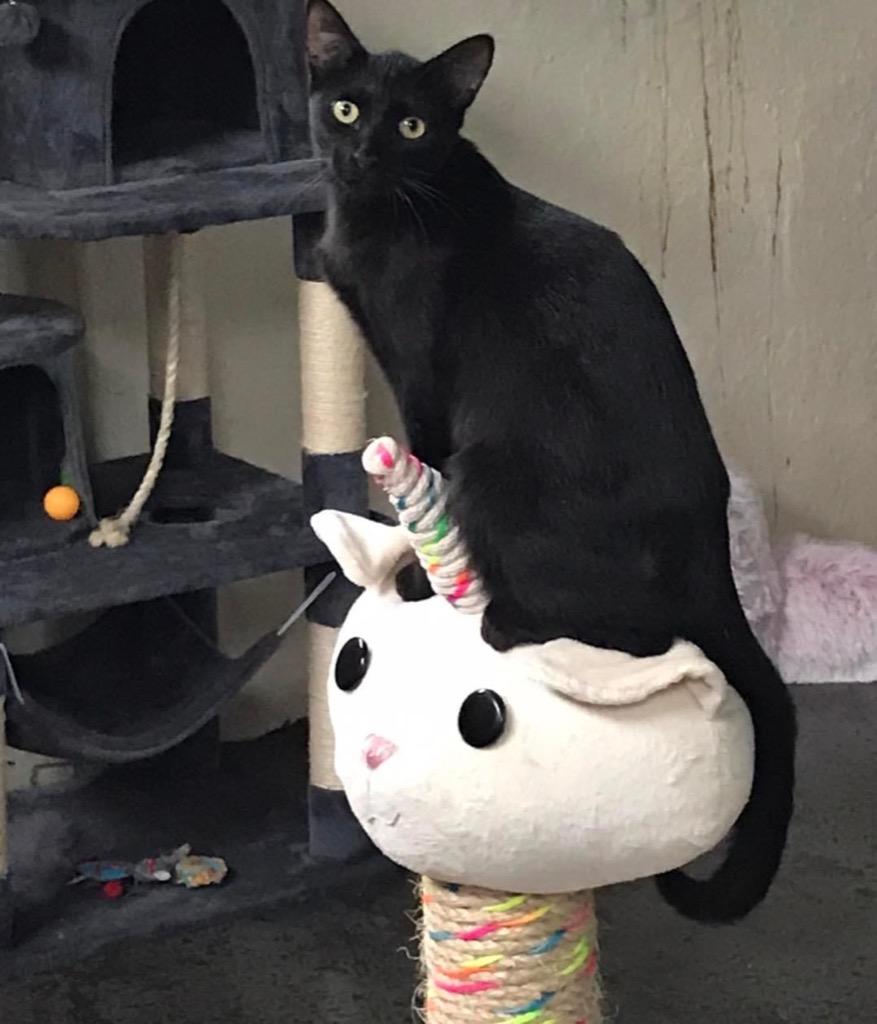 Miss Peacock, Adoptable, Adult Female Domestic Short Hair.