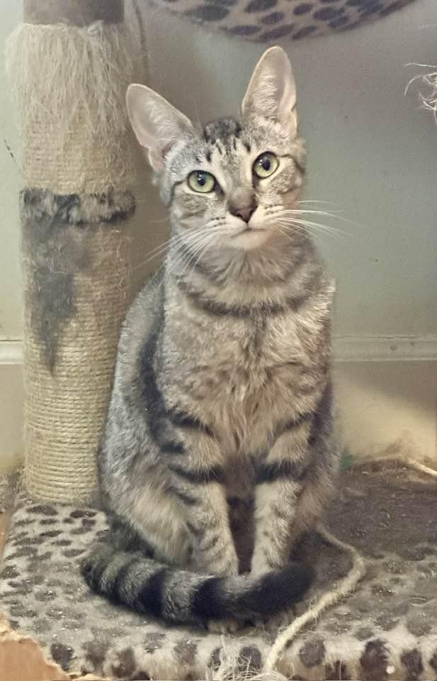 Bebe, Adoptable, Adult Female Tabby.