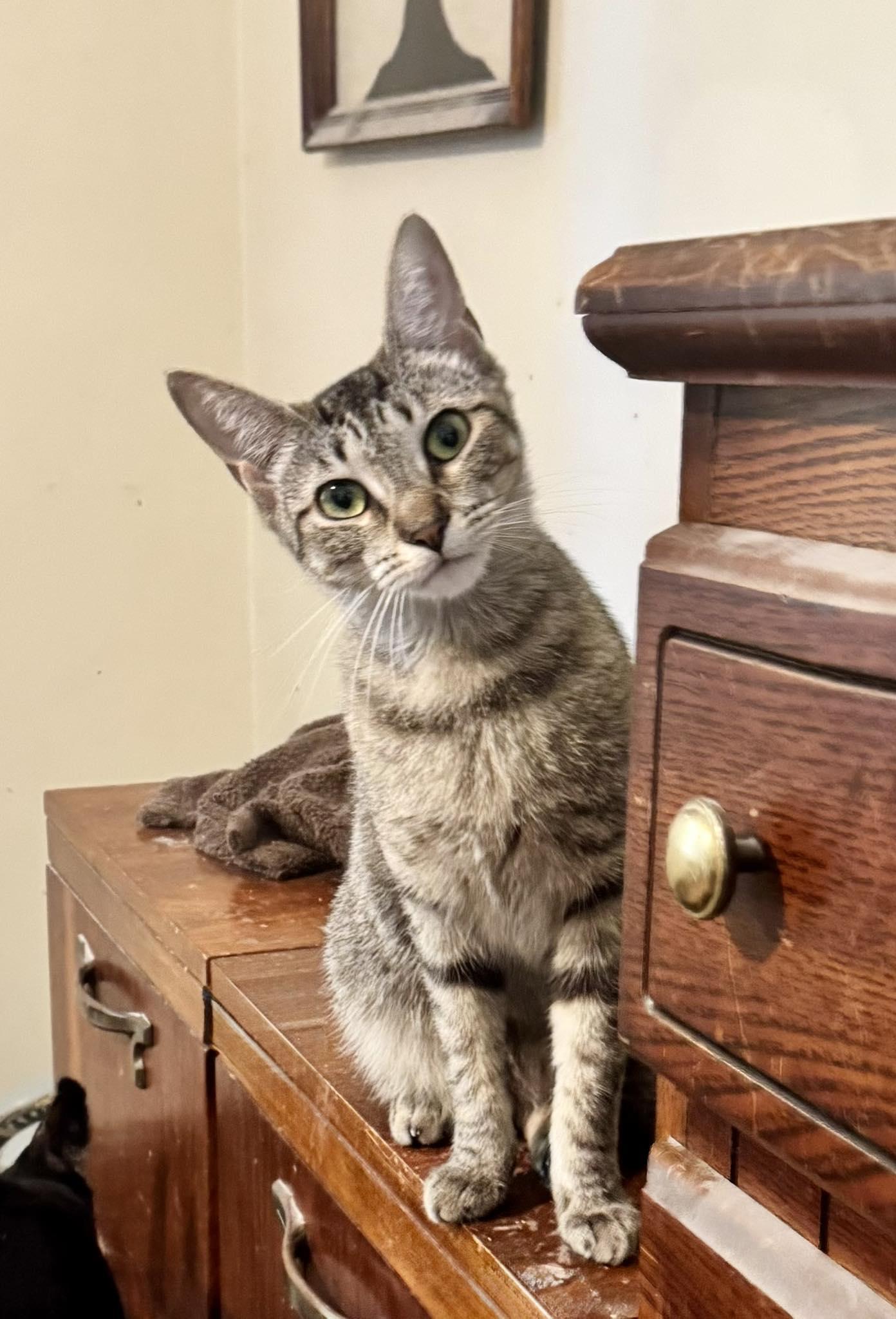 Bebe, Adoptable, Adult Female Tabby.
