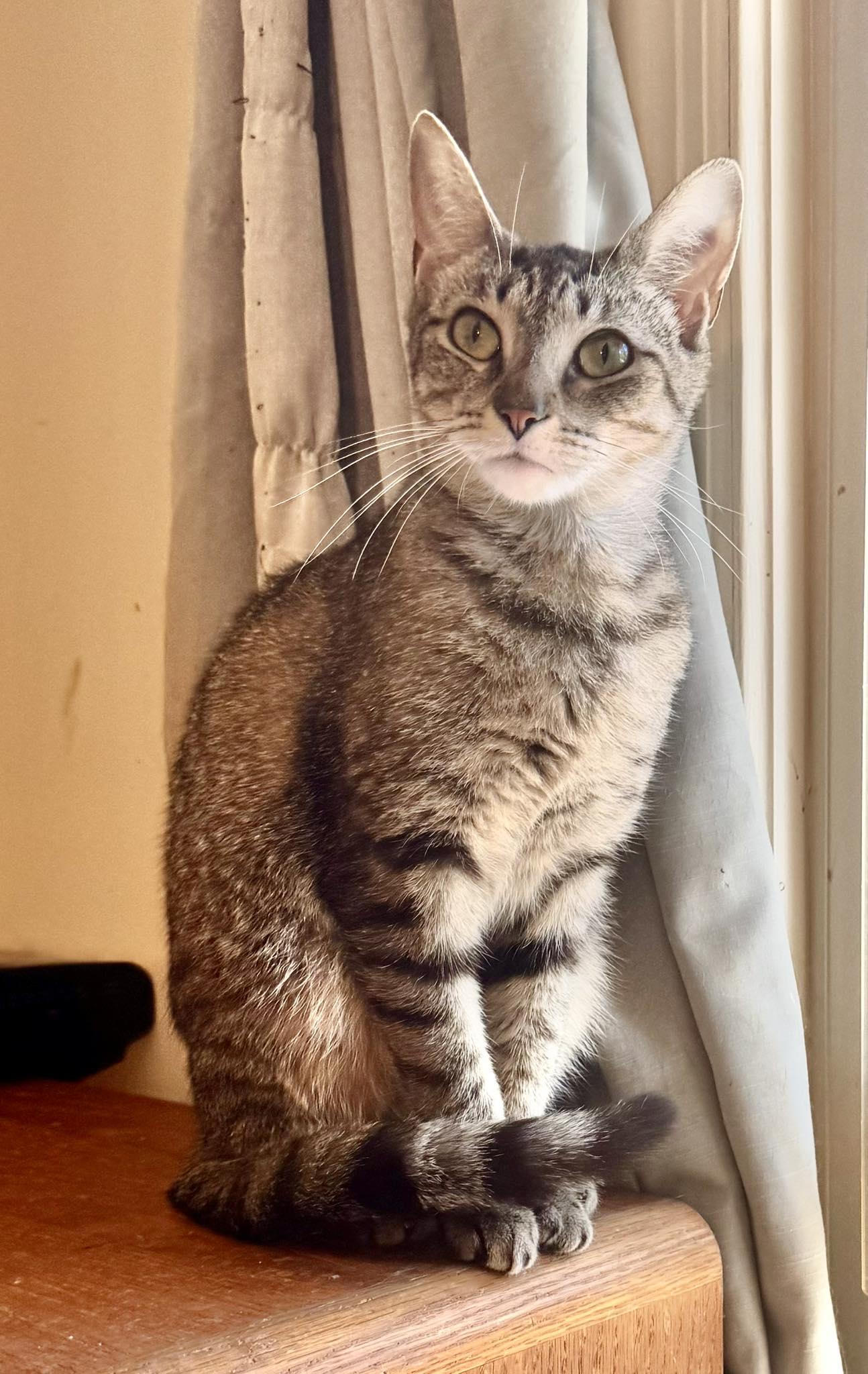 Enlarge Bebe, a Adoptable Tabby in Columbia, SC image 3/3