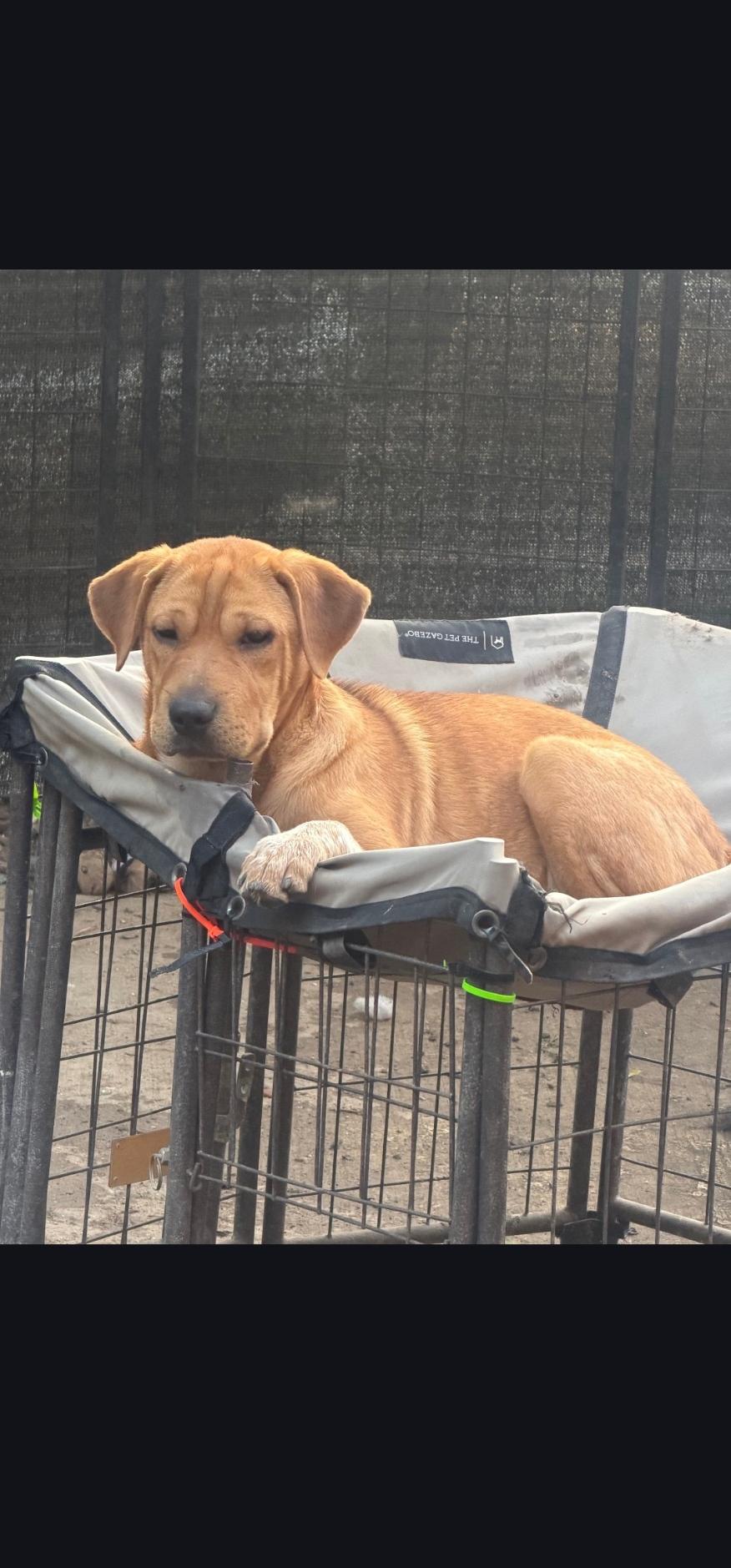 Coral, Adoptable, Young Female Shar-Pei.