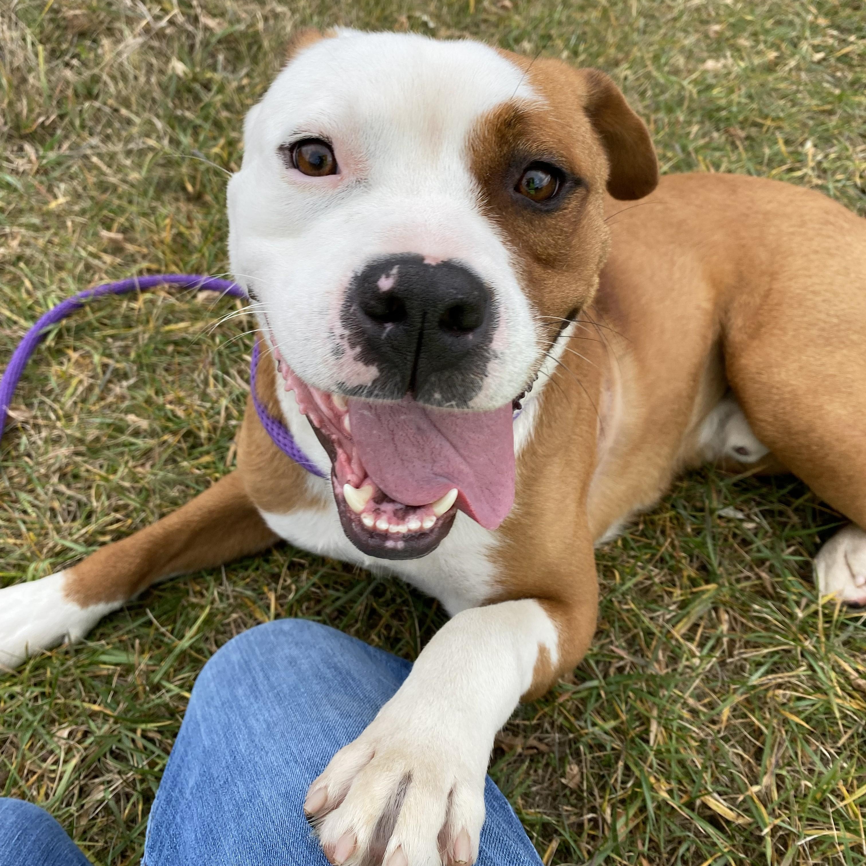 Enlarge Sammy, a Adoptable mixed breed in Allegan, MI image 5/6