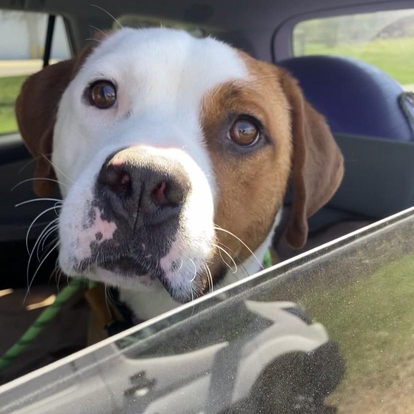 Enlarge Sammy, a Adoptable mixed breed in Allegan, MI image 6/6