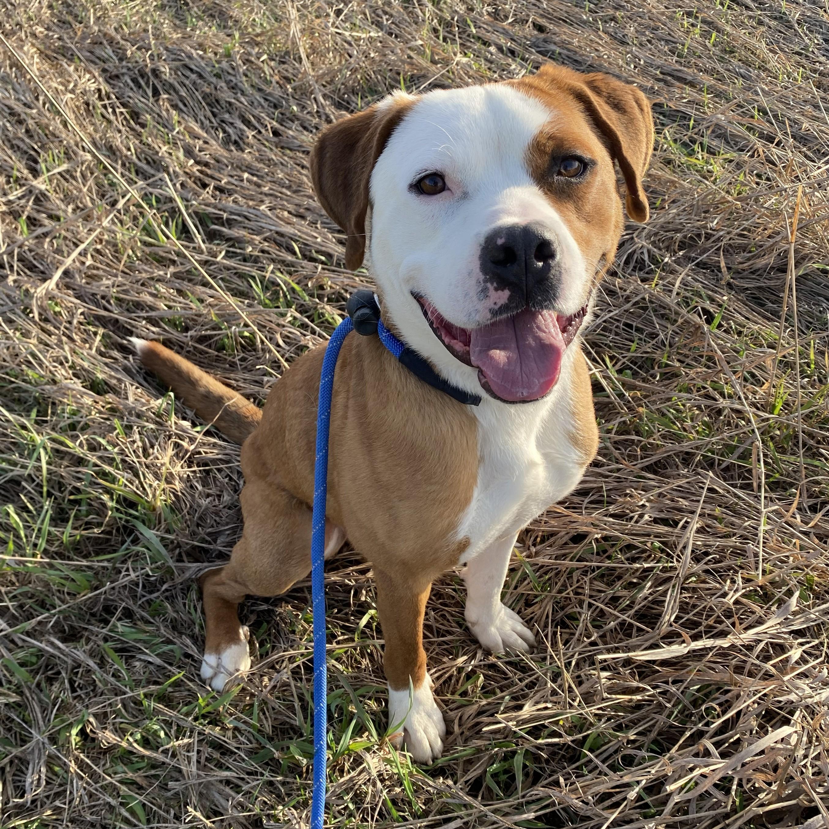 Enlarge Sammy, a Adoptable mixed breed in Allegan, MI image 3/6