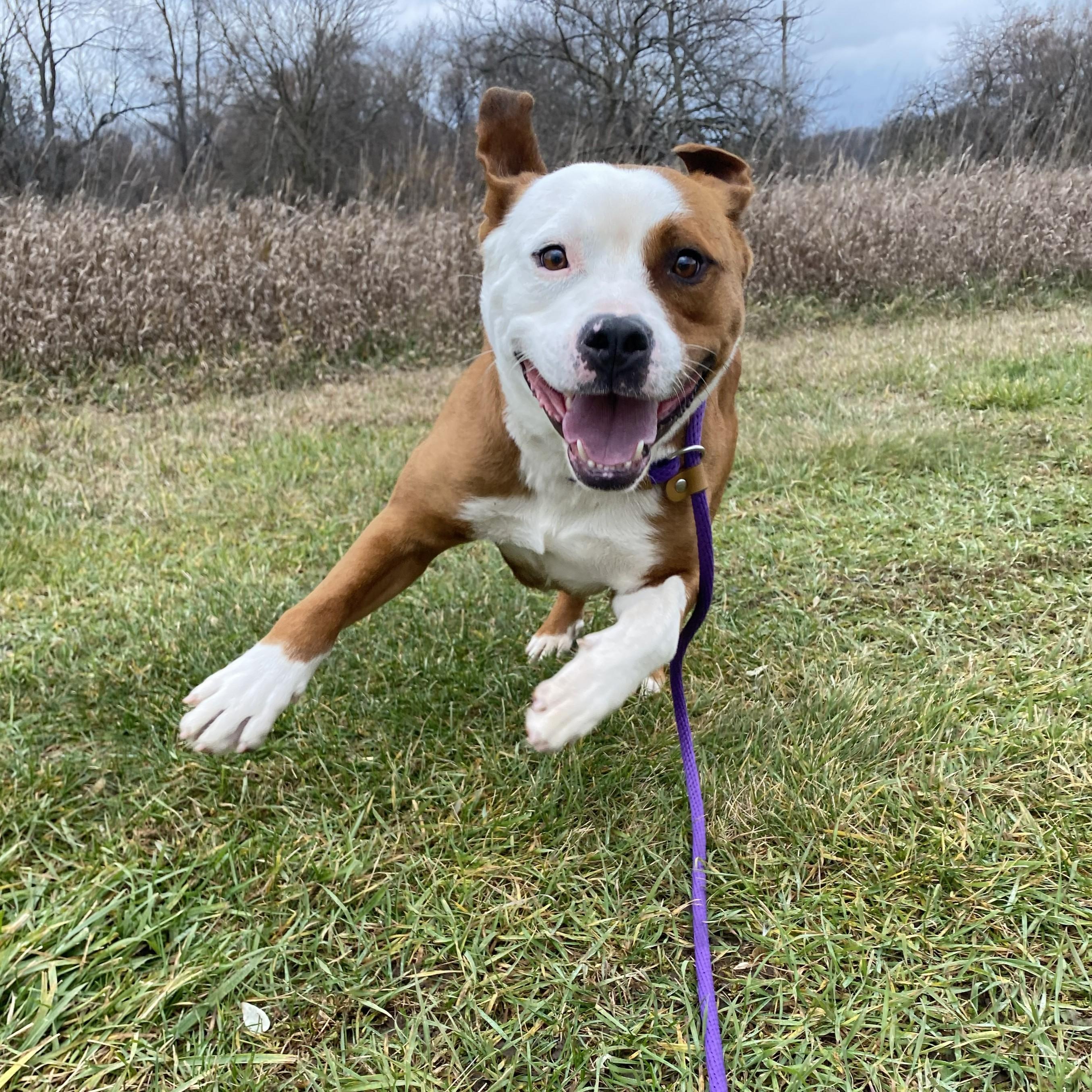 Enlarge Sammy, a Adoptable mixed breed in Allegan, MI image 4/6