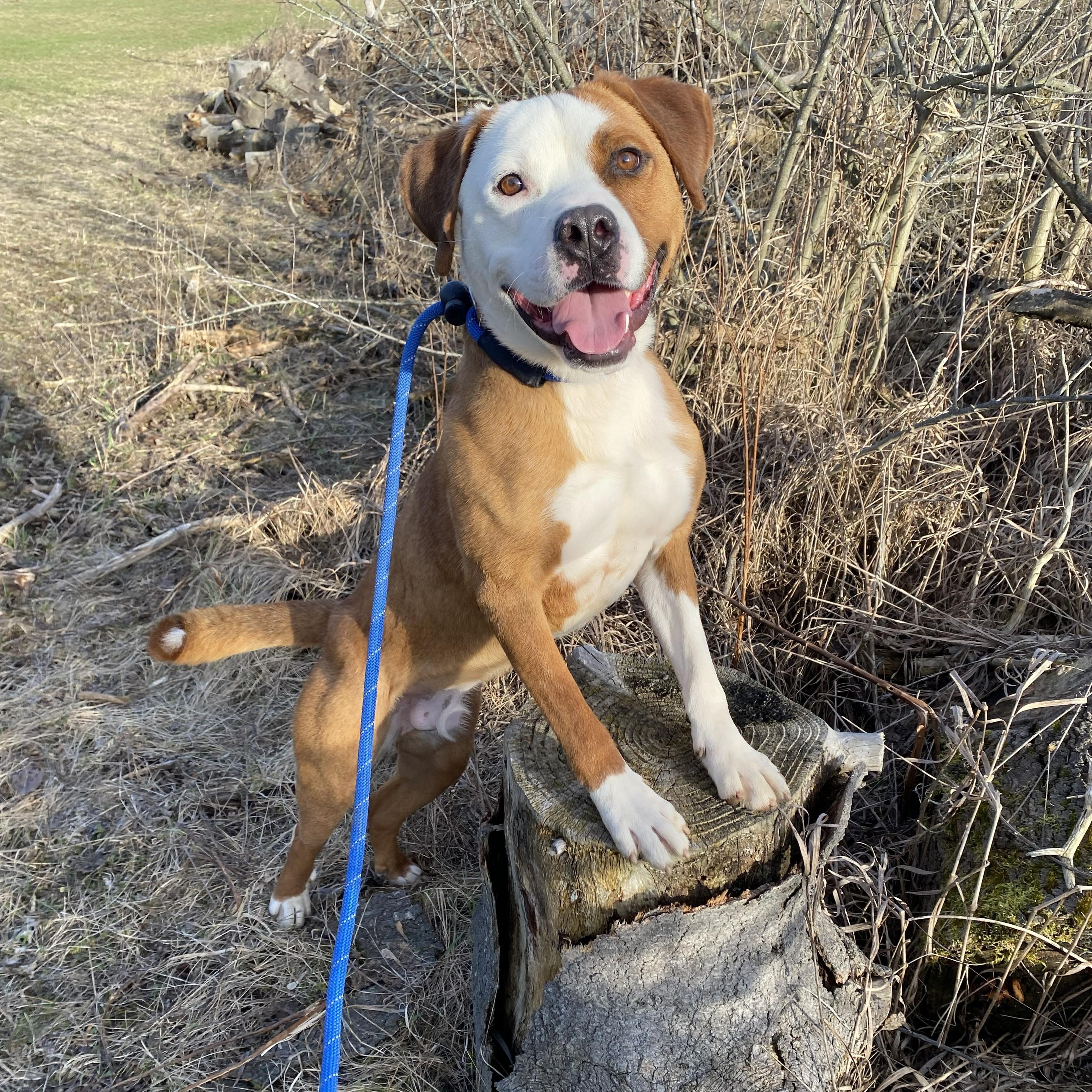 Enlarge Sammy, a Adoptable mixed breed in Allegan, MI image 1/6