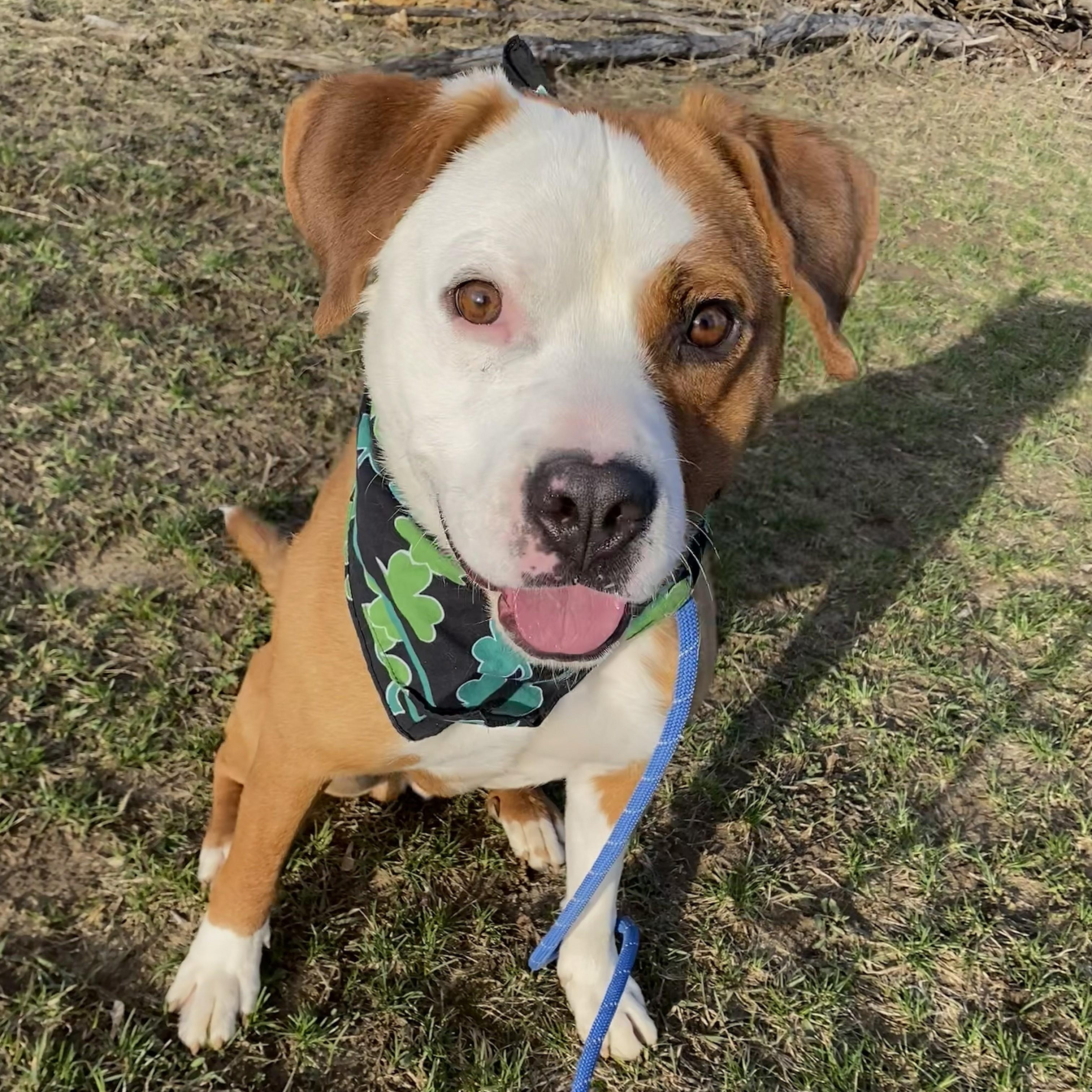 Sammy, Adoptable, Adult Male Pit Bull Terrier.