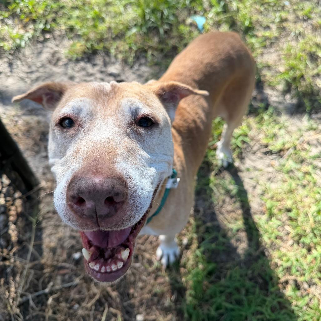 Merilee, Adoptable, Senior Female Mixed Breed.