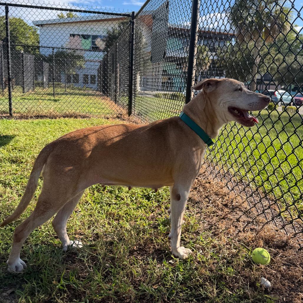 Enlarge Merilee, a Adoptable Mixed Breed in Jacksonville, FL image 2/6