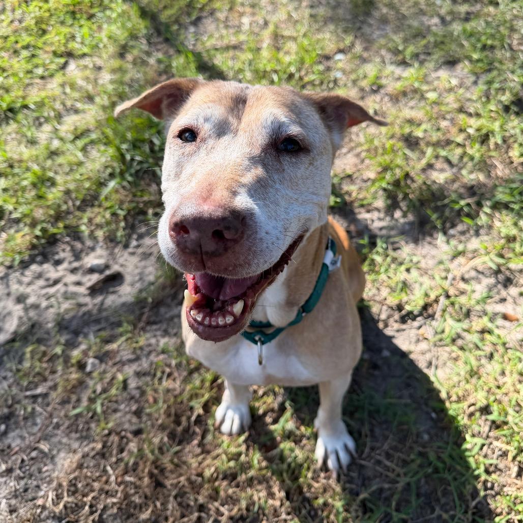 Enlarge Merilee, a Adoptable Mixed Breed in Jacksonville, FL image 3/6