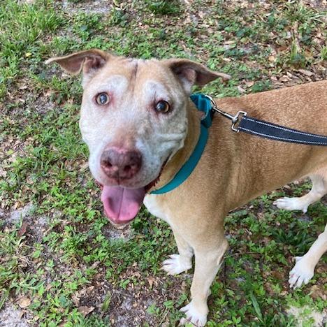 Merilee, Adoptable, Senior Female Mixed Breed.