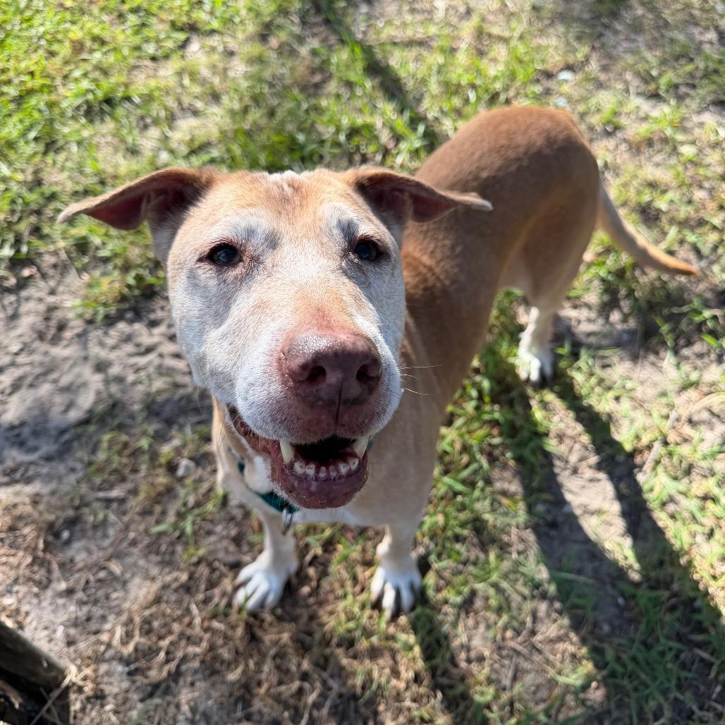 Enlarge Merilee, a Adoptable Mixed Breed in Jacksonville, FL image 5/6