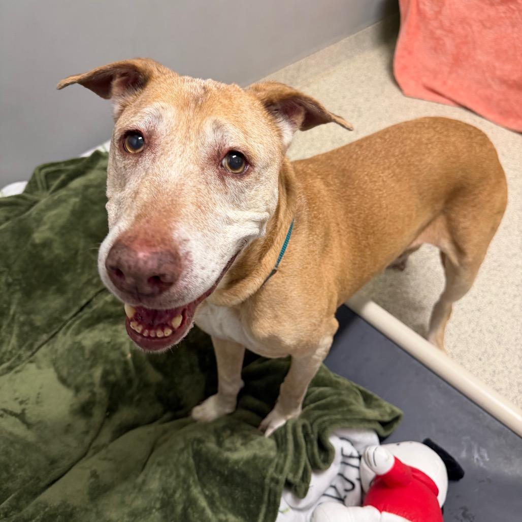 Enlarge Merilee, a Adoptable Mixed Breed in Jacksonville, FL image 6/6
