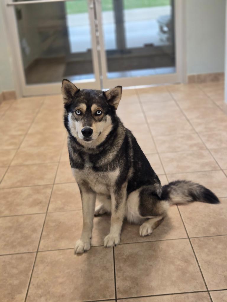 Signy, Adoptable, Young Female Norwegian Elkhound & Husky.