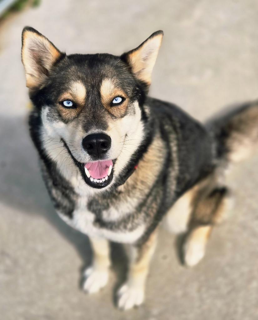 Signy, a Adoptable mixed breed in Viroqua, WI image 3/5