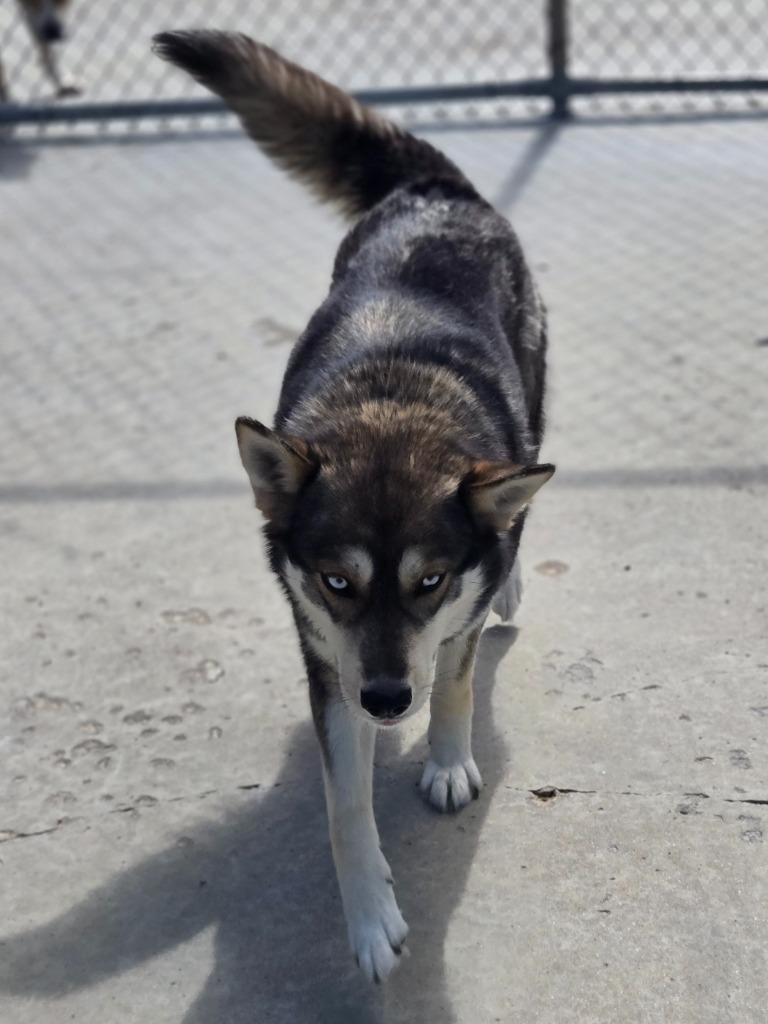 Signy, a Adoptable mixed breed in Viroqua, WI image 4/5