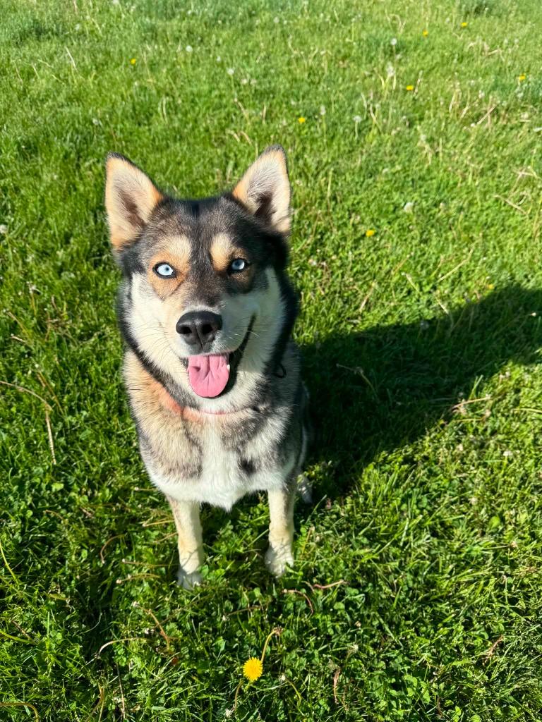 Signy, a Adoptable mixed breed in Viroqua, WI image 5/5