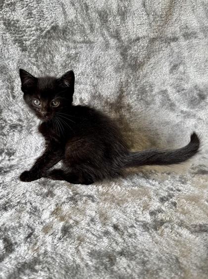 Flounder, ADOPTABLE, Young Male Domestic Short Hair.