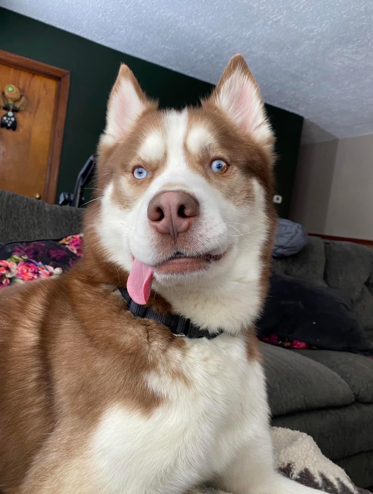 Odin, ADOPTABLE, Adult Male Husky.