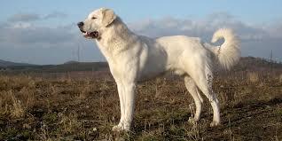 Enlarge Whittney- NOT FOR ADOPTION- PROD TEST, an adopted Akbash in Bettles, AK image 1/4