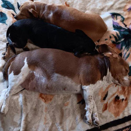 Enlarge Ginger, a Adoptable Beagle in Kent, WA image 1/4