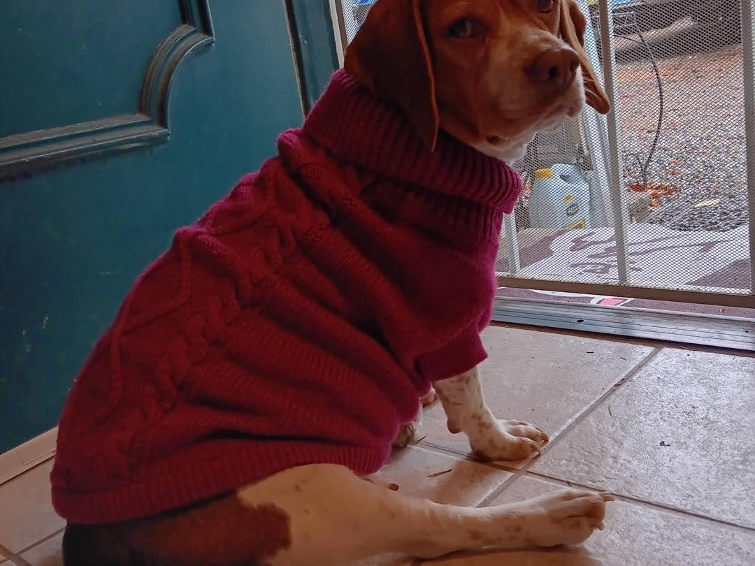Enlarge Ginger, a Adoptable Beagle in Kent, WA image 2/4