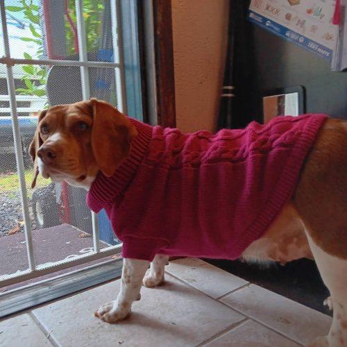 Enlarge Ginger, a Adoptable Beagle in Kent, WA image 2/4