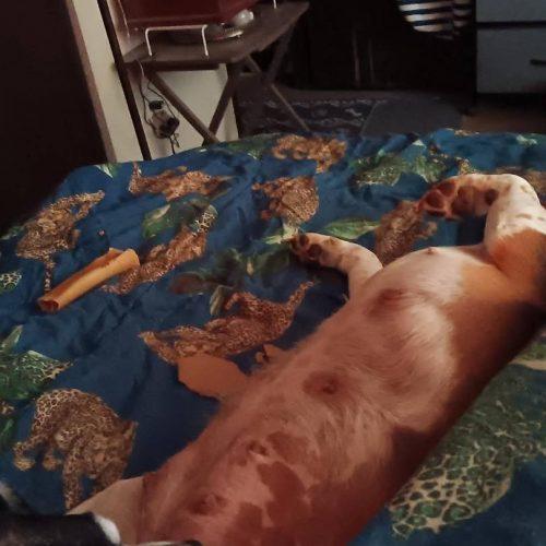 Enlarge Ginger, a Adoptable Beagle in Kent, WA image 3/4