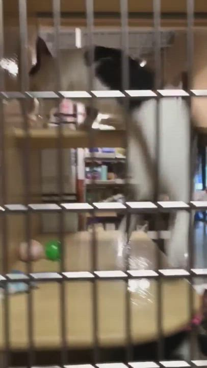 Enlarge Savannah , a Adopted Calico in Conway, SC video 6/11