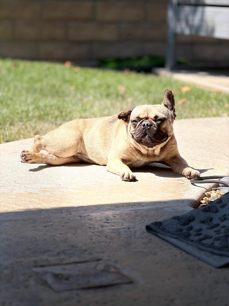Daffy, Adoptable, Adult Female Pug & French Bulldog.