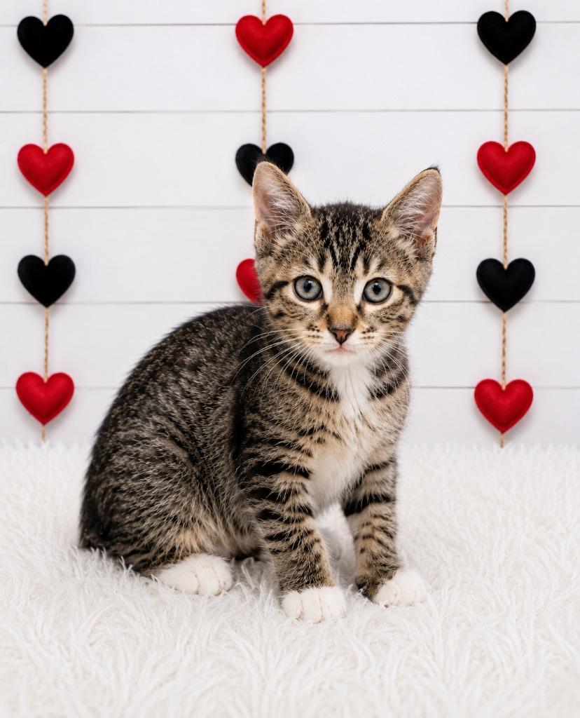 Bad Bunny, Adoptable, Kitten Female Domestic Short Hair.
