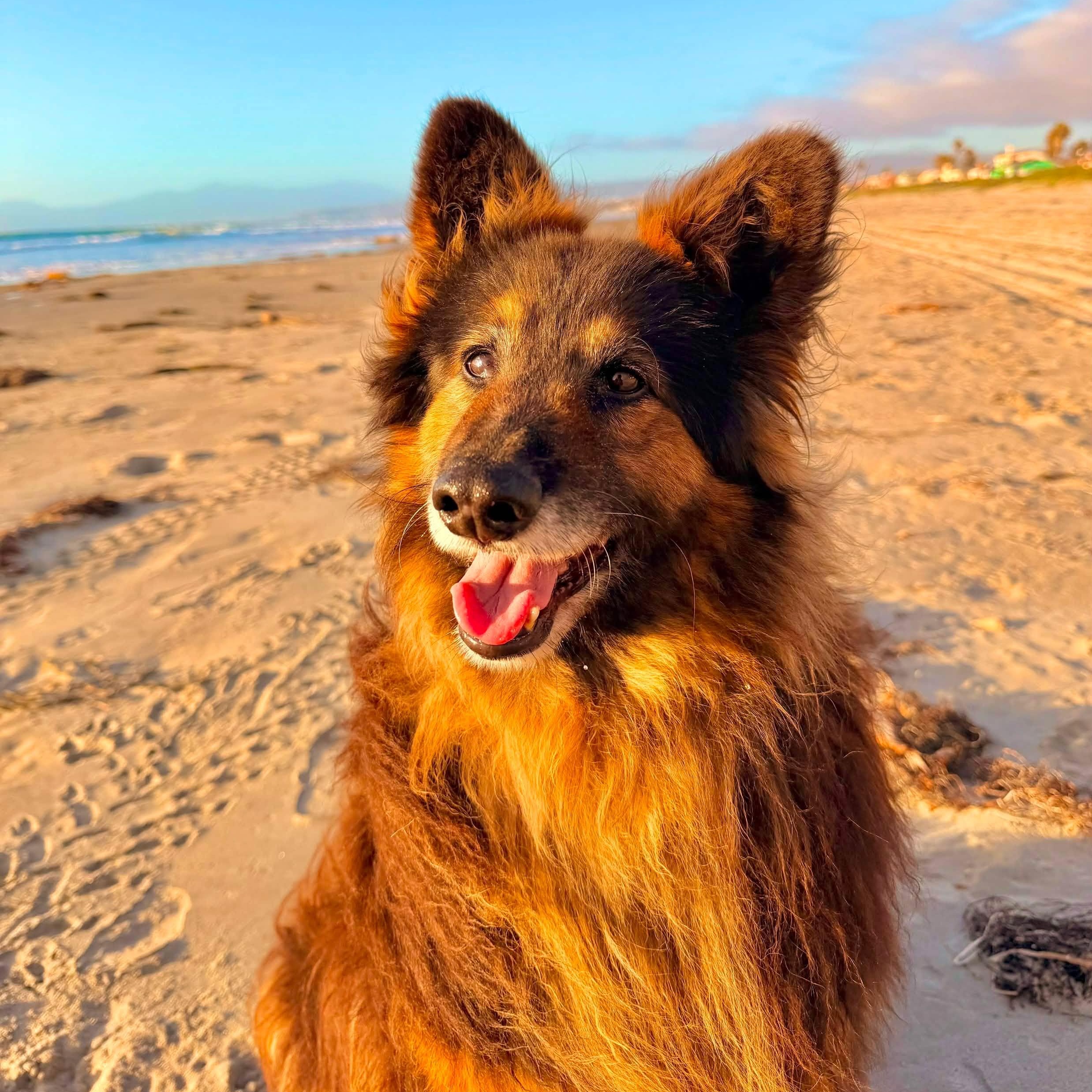 Enlarge Koda, a Adoptable mixed breed in San Diego, CA image 2/5