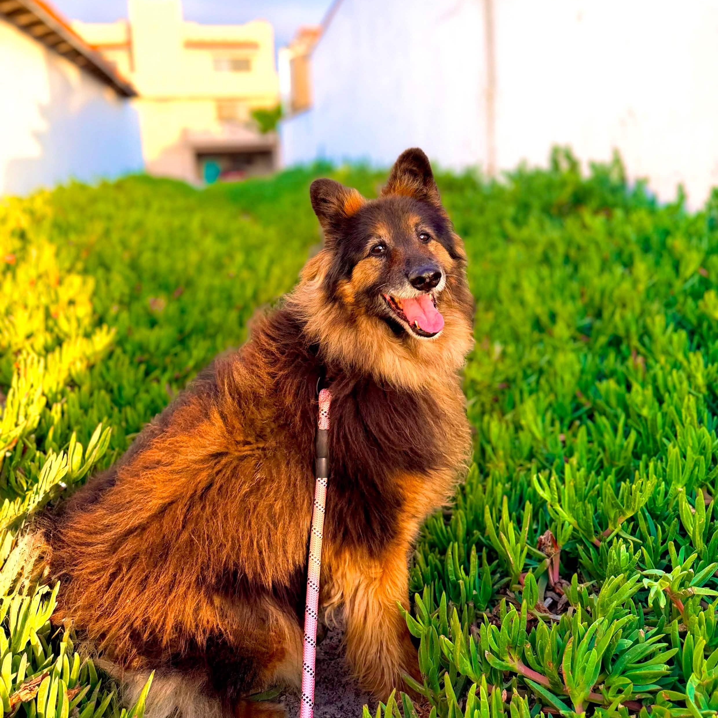 Enlarge Koda, a Adoptable mixed breed in San Diego, CA image 3/5
