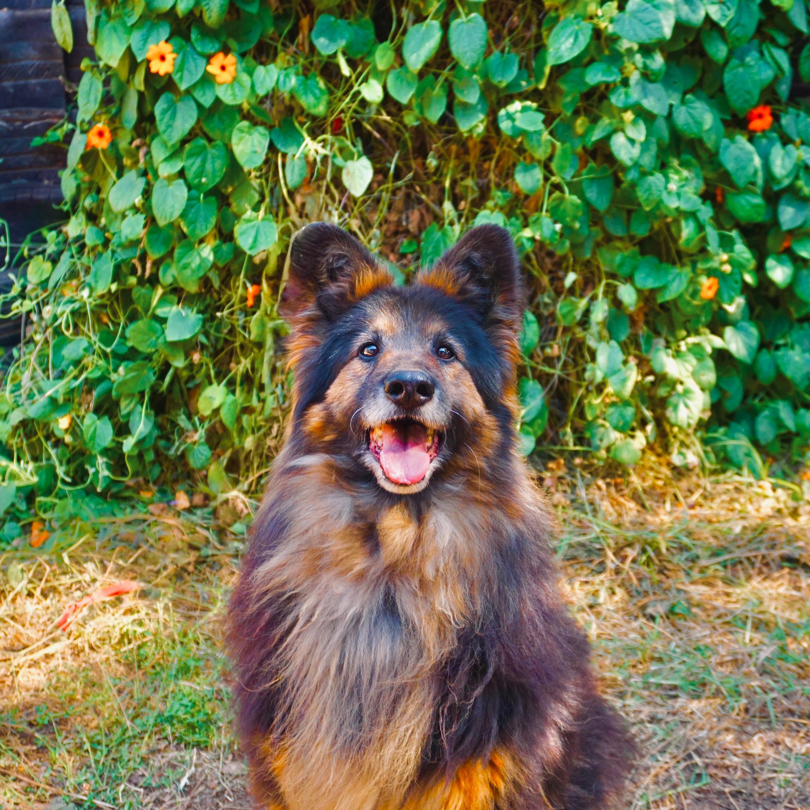 Enlarge Koda, a Adoptable mixed breed in San Diego, CA image 5/5